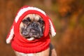 Funny French Bulldog dog with tooth sticking out wearing a knitted red hat with rabbit ears Royalty Free Stock Photo