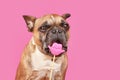 Funny French Bulldog dog trying to eat Valentine's Day kiss lips photo prop Royalty Free Stock Photo