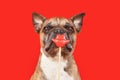 Funny French Bulldog dog with Valentine\'s Day kiss lips photo prop on red background Royalty Free Stock Photo