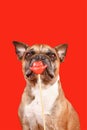 Funny French Bulldog dog with Valentine\'s Day kiss lips photo prop Royalty Free Stock Photo