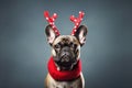 Funny French bulldog dog wearing deer horns and red scarf on minimal background