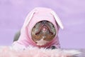 Funny French Bulldog dog wearing pink Easter bunny costume hoodie covering eyes