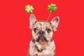 Funny French Bulldog dog wearing St. PatrickÃ¢â¬â¢s Day shamrock costume headband Royalty Free Stock Photo