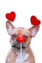 Funny French Bulldog dog wearing Valentine headband with hearts looking at red kiss lips photo prop in front of face isolated on w Royalty Free Stock Photo