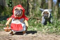 Funny French Bulldog dogs dressed up with Halloween costume as fairytale character Little Red Riding Hood and Bad Wolf