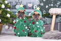 Funny French Bulldog dogs wearing Christmas tree costumes between Christmas trees and gift boxes