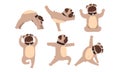 Funny French Bulldog Doing Yoga Set, Cute Dog Performing Physical Exercises Cartoon Style Vector Illustration Royalty Free Stock Photo