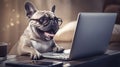 Funny French bulldog in glasses with laptop at home.