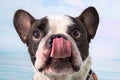 Funny french bulldog with outstretched tongue portrait