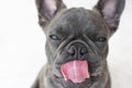 Funny French bulldog portrait with his tongue sticking out. Dog licking. Funny dog face close up isolated on white background Royalty Free Stock Photo