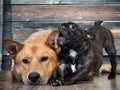 Funny French bulldog puppy chewing on the ear of a huge red dog