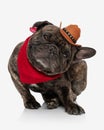 funny french bulldog puppy with hat and red bandana scratching behind ear Royalty Free Stock Photo