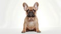 Funny french bulldog puppy sitting and looking at the camera on white background Royalty Free Stock Photo