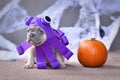 Funny French Bulldog puppy wearing Halloween octopus dog costume with funny eyes Royalty Free Stock Photo