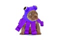 Funny French Bulldog puppy wearing purple Halloween octopus dog costume