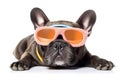 funny french bulldog in sunglasses on white background