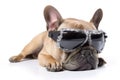 funny french bulldog in sunglasses on white background