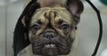 Funny french bulldog in a veterinary protective collar looks at the camera. Close-up. Cute bulldog at the reception in a