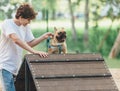 Funny french puppy bulldog and teenager playing games outside. Adorable orange bulldog in blue harness in the playground on sand. Royalty Free Stock Photo