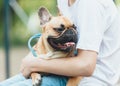 Funny french puppy bulldog and teenager playing games outside. Still life, friendship with a dog Royalty Free Stock Photo