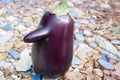 Funny fresh natural organic vegetable eggplant with long nose standing on tiles