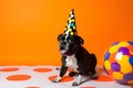 Funny and friendly cute French Bulldog wearing a birthday party hat in studio, on a vibrant, colorful background. Generative