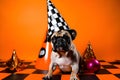 Funny and friendly cute French Bulldog wearing a birthday party hat in studio, on a vibrant, colorful background. Generative