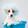 Funny friendly dog jack russell terrier takes a bath with foam in a shower cap on a white background