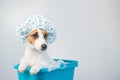 Funny friendly dog jack russell terrier takes a bath with foam in a shower cap on a white background. Copy space