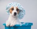 Funny friendly dog jack russell terrier takes a bath with foam in a shower cap on a white background. Copy space