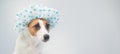 Funny friendly dog jack russell terrier takes a bath with foam in a shower cap on a white background. Copy space