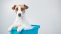 Funny friendly dog jack russell terrier takes a bath with foam on a white background