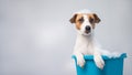 Funny friendly dog jack russell terrier takes a bath with foam on a white background