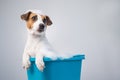 Funny friendly dog jack russell terrier takes a bath with foam on a white background