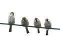 friendly little birds sitting on a wire on white sky backg