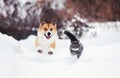 Funny friends a corgi dog and a striped cat run through the white snow in the winter garden Royalty Free Stock Photo