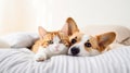 Funny friends cute cat and corgi dog are lying on a white bed together, Valentine Day. generative ai Royalty Free Stock Photo