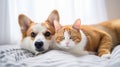 Funny friends cute cat and corgi dog are lying on a white bed together, Valentine Day. generative ai Royalty Free Stock Photo