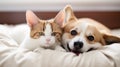 Funny friends cute cat and corgi dog are lying on a white bed together, Valentine Day. generative ai Royalty Free Stock Photo