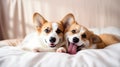 Funny friends cute cat and corgi dog are lying on a white bed together, Valentine Day. generative ai Royalty Free Stock Photo