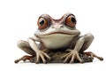 funny frog isolated on white background Royalty Free Stock Photo