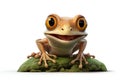 funny frog isolated on white background Royalty Free Stock Photo