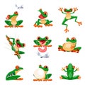 Funny frogs in various poses. Amphibian croaking, jumping, hunting, catching fly, smiling. Exotic tropical red-eyed tree