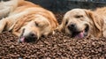 Funny front view of two golden retriever dogs are sleeping and relaxed on a pile of dog food after eating too much Royalty Free Stock Photo