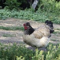 White brown chicken on the farm