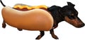 Wiener Hot Dog Dachshund Isolated, Funny