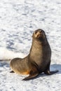 Funny fur seal sitting on the snow beach at Half Moon Island, An