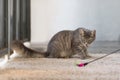 Funny furry cat pet hunting playing colorful Feathers Wand toy at home Royalty Free Stock Photo