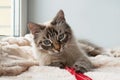 Funny furry cat of seal lynx point color with blue eyes is playing on a pink blanket.