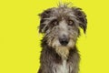 Funny furry dog disheveled isolated on yellow background Royalty Free Stock Photo